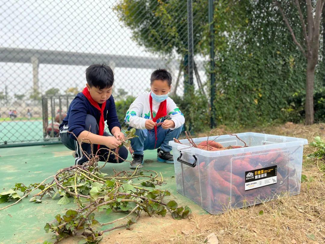 栖霞市小学未来发展规划展望