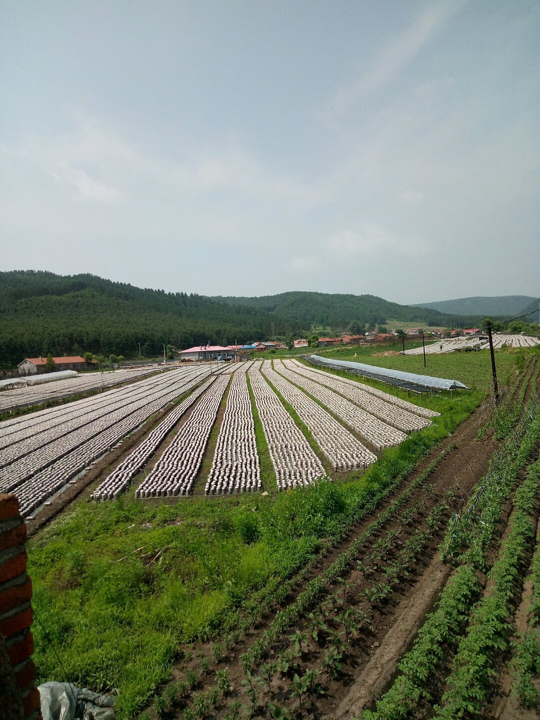 巨源镇最新天气预报详解