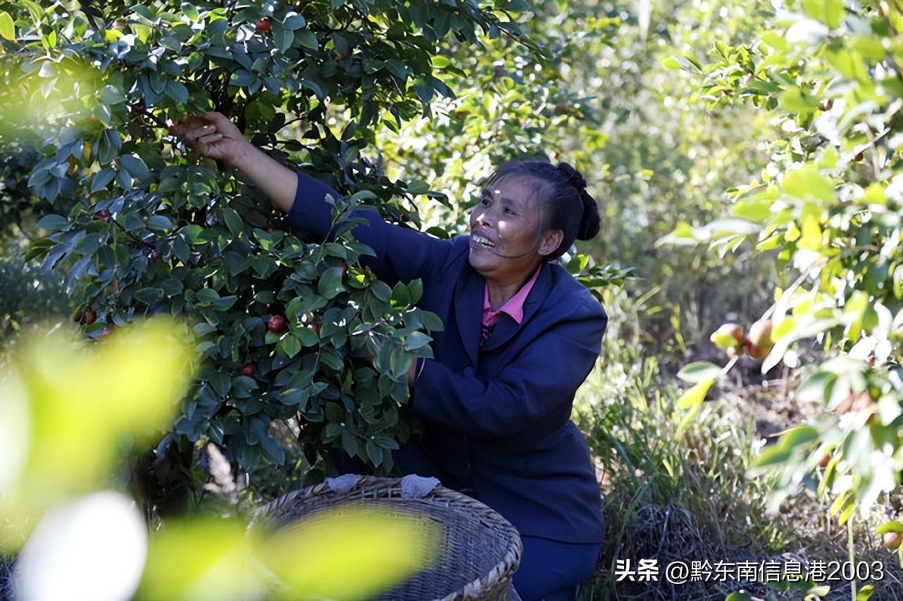 石柳乡最新发展规划，走向繁荣与可持续的未来